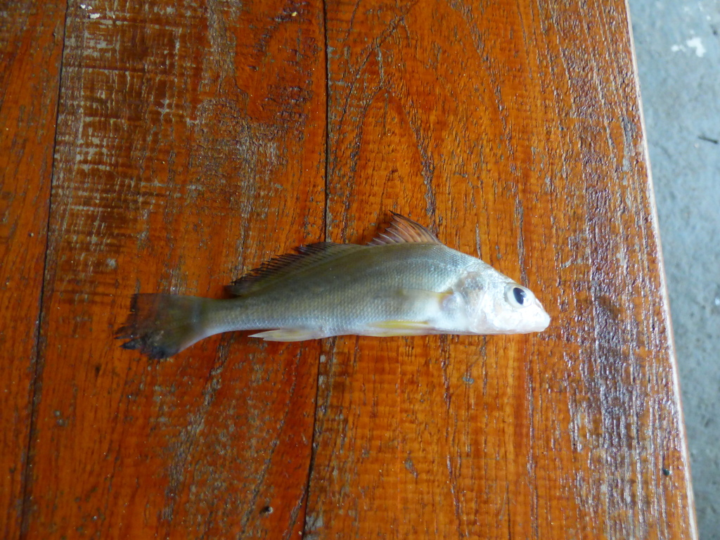 La Plata Croaker