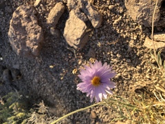 Leucosyris arida