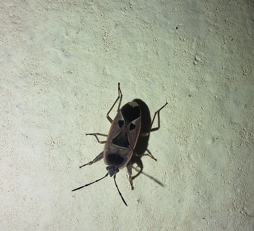 Naphius apicalis