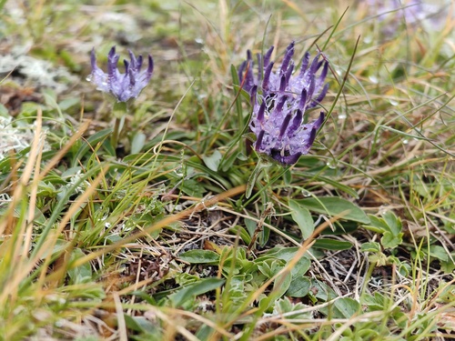 Phyteuma confusum, photograph 4