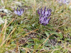 Phyteuma confusum, photograph (c) xulescu_g, some rights reserved (CC BY-SA)