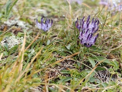 Phyteuma confusum, photograph (c) xulescu_g, some rights reserved (CC BY-SA)