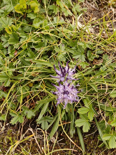 Phyteuma confusum, photograph 3