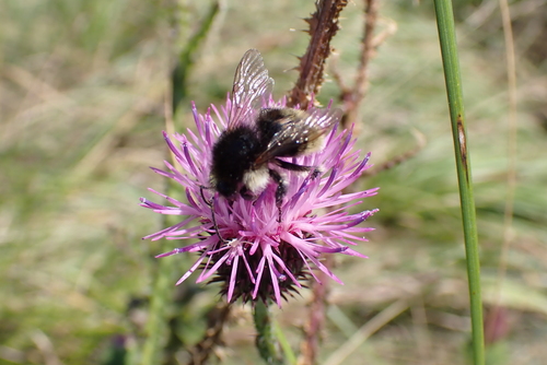 Brown-banded Carder-Bumble bee