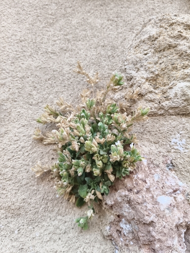 Chaenorhinum villosum