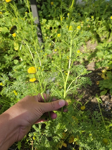 pineapple-weed