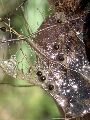 Pyrgulopsis deserta