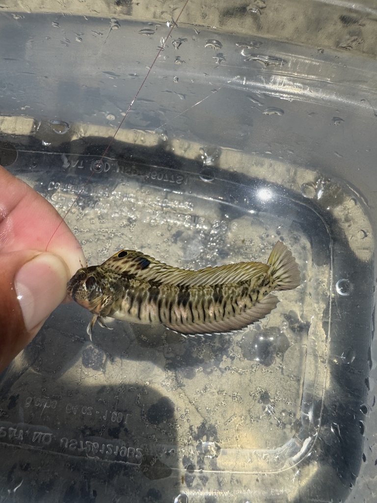 Striated Blenny