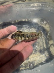 Striated Blenny photo 2
