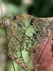 Pyrgulopsis deserta