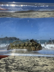 Striated Blenny photo 4