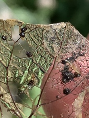 Pyrgulopsis deserta