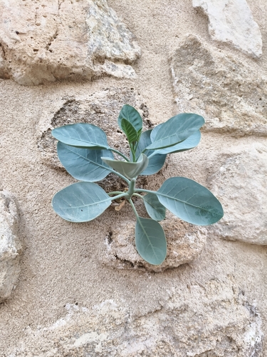 tree tobacco