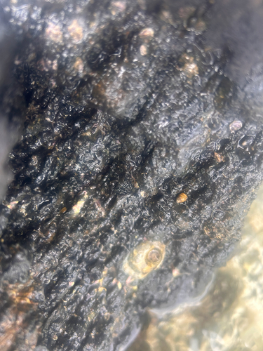 Peasiella tantilla observed 2026-06-26