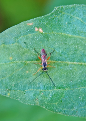 Diplazontinae