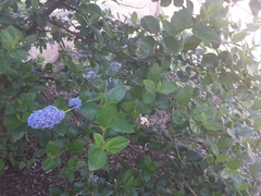 Ceanothus thyrsiflorus griseus