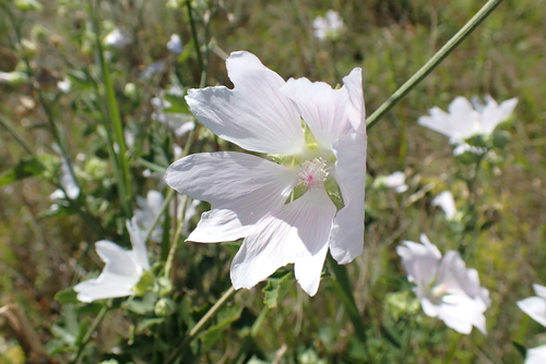 Eastern Tree-mallow