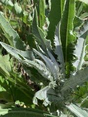 Cirsium mohavense