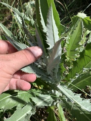 Cirsium mohavense