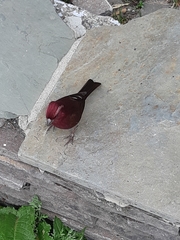 Carpodacus formosanus