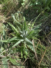 Cirsium mohavense