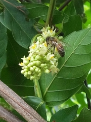 Apis mellifera