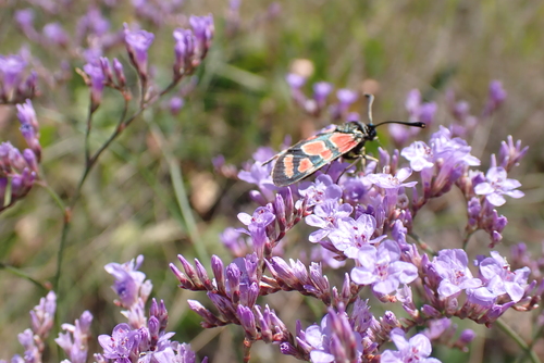 Crepuscular Burnet