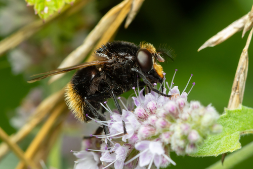Bumble Bee Hover Fly photo 5