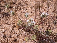 Eriastrum diffusum