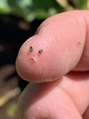 Pyrgulopsis deserta
