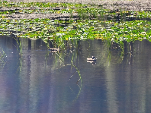 iNaturalist observation photo of Mallard