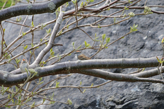 Spizella passerina passerina