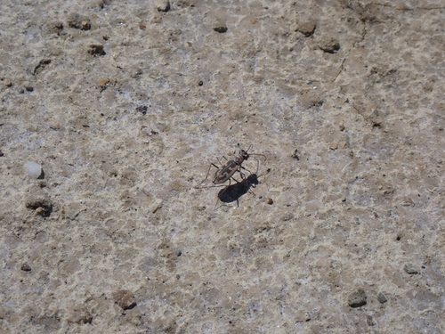 Cephalota chiloleuca