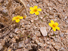 Leptosiphon chrysanthus