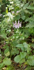 Stachys rigida quercetorum