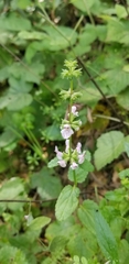 Stachys rigida quercetorum