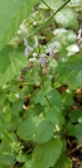 Stachys rigida quercetorum