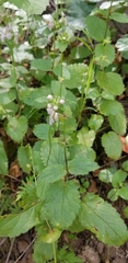 Stachys rigida quercetorum