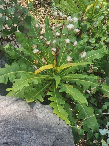Sonchus fruticosus, photograph 1