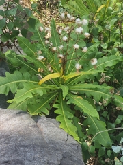 Sonchus fruticosus