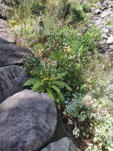 Sonchus fruticosus, photograph 2