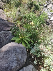 Sonchus fruticosus, photograph (c) Vítor Jorge, some rights reserved (CC BY)