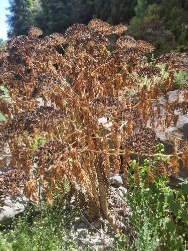 Daucus decipiens, photograph 4