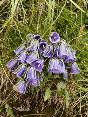 Campanula alpina, photograph (c) xulescu_g, some rights reserved (CC BY-SA)