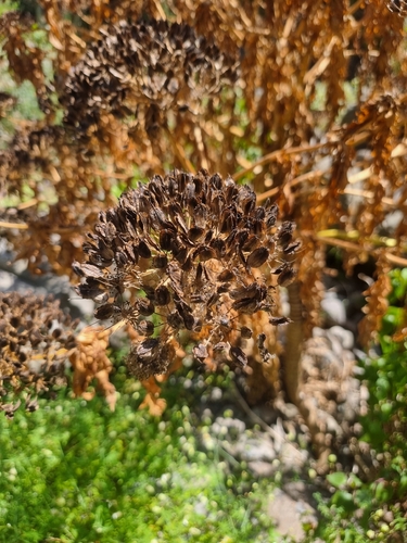 Daucus decipiens, photograph 5