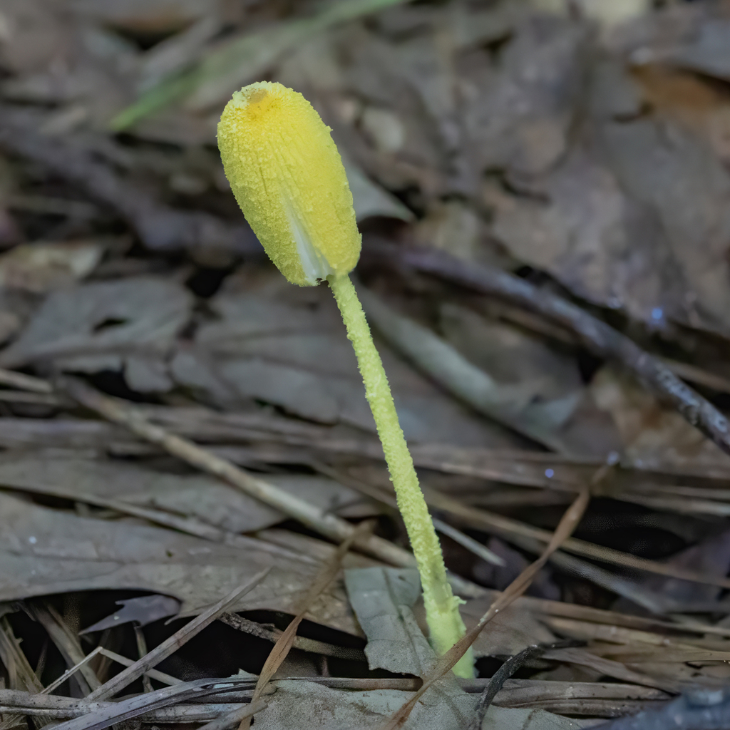 Fragile Dapperling · July 2026 · photo: Photo: (c) Dan Vickers, some rights reserved (CC BY) · iNaturalist
