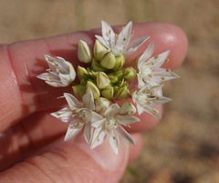 Allium lacunosum davisiae