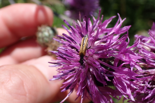 Oedemera femorata