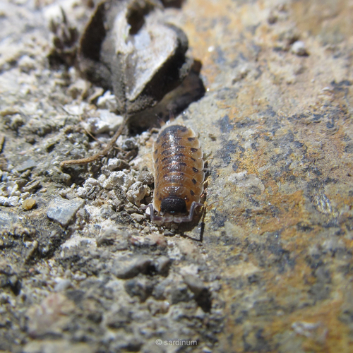 Proporcellio vulcanius