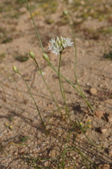 Allium lacunosum davisiae